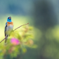 Singing Lazuli Bunting 