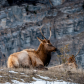 Elk in Jasper National Park