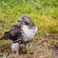 Watchful Red Tailed Hawk