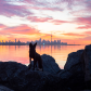 A Fox and Toronto Pt. 1