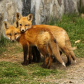 Fox hug