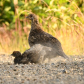 Family Dust Bath