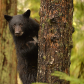 Last Cub of the Year