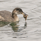 Grebe and Gunnel