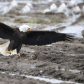 Bald Eagle spreading wings