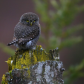 Pygmy Owl