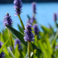 Purple Paradise  