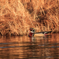Colourful Wood Duck