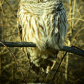 What Sees the Owl