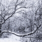 Branching Out