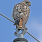 red tailed hawk