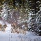 The Whole Pack