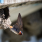 Departing now: Cliff swallow