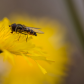 Hoverfly feeding