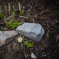 Spring flower in a mountain rock garden