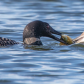 Loon Breakfast