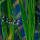Twelve Spotted Skimmer