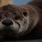 Face to Face With a Sleeping Otter