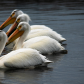 Four Pelicans on the hunt. 