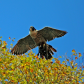 Peregrine Prey
