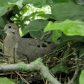 Mourning Dove