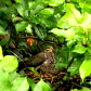 Mourning Dove nest