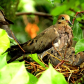 Mourning Dove nest