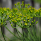 Dill flowers