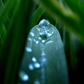 Rain drops