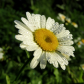 Common Daisy