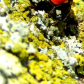 Lady Bug