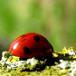 Lady Bug