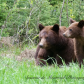 Black Bear mom with cubs