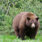 Black Bear mom with cubs