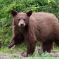 Black Bear mom with cubs