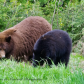 Black Bear mom with cubs