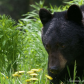 Black Bear mom with cubs
