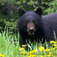 Black Bear mom with cubs