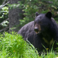 Black Bear mom with cubs