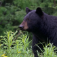 Black Bear mom with cubs