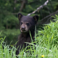 Black Bear mom with cubs
