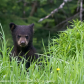 Black Bear mom with cubs