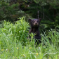 Black Bear mom with cubs
