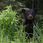 Black Bear mom with cubs