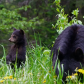 Black Bear mom with cubs