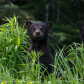 Black Bear mom with cubs