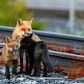 Railroad Foxes