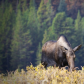 Momma Moose and youngster