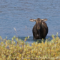 Momma Moose and youngster