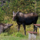 Momma Moose and youngster